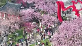 VIDEO A venit iarna peste pomii înfloriți din Japonia. Fulgii de nea ar pute afecta producția